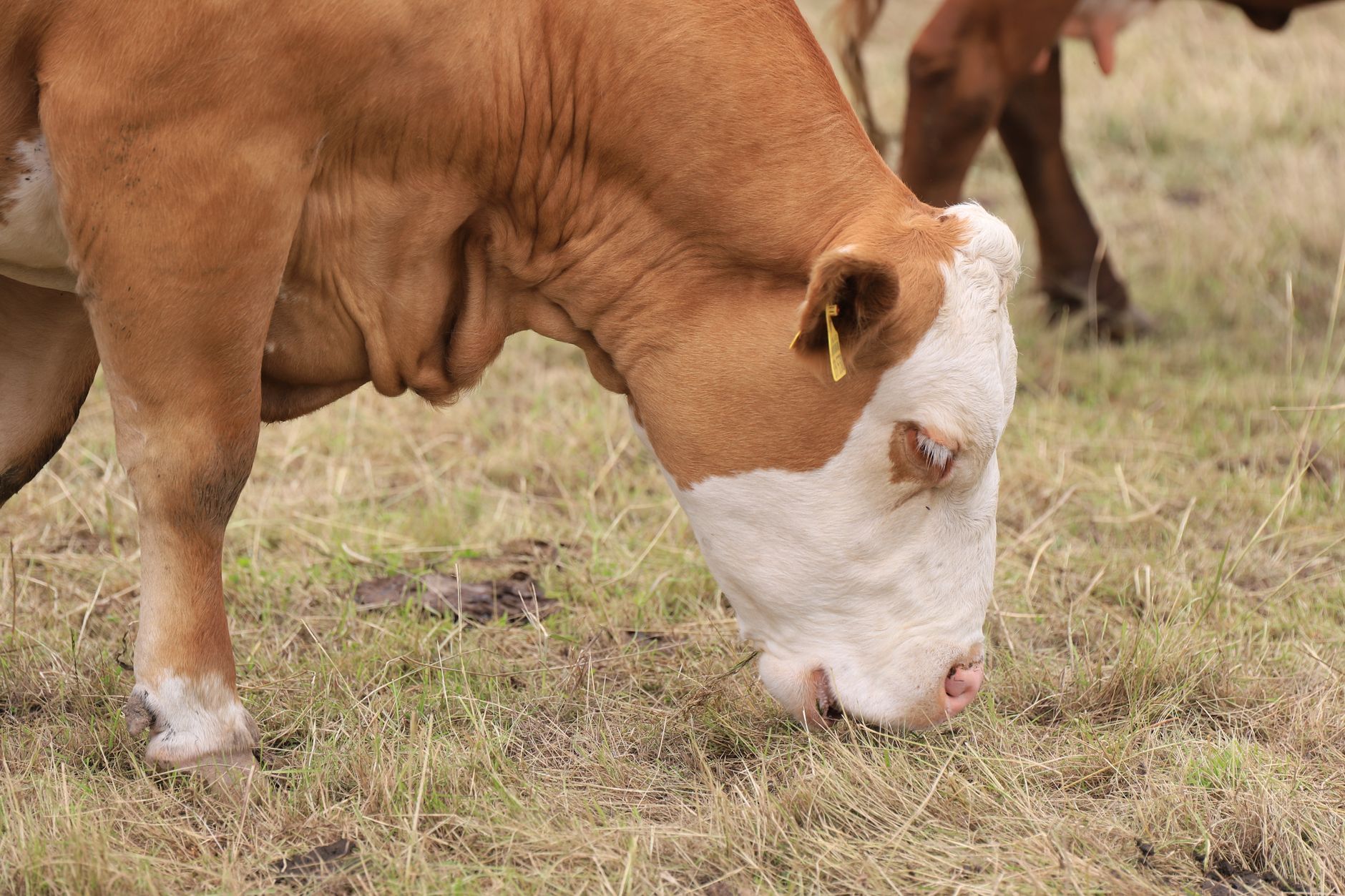 a single cow grazing in tall yellow grass